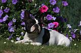 BOULEDOGUE FRANCAIS 845